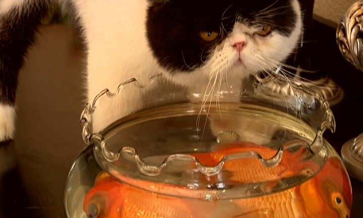 德威佳歐林地板